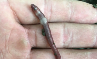 钓黄鳝用什么蚯蚓好