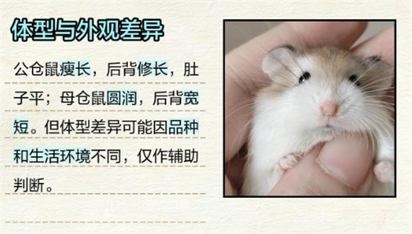 仓鼠公母分辨指南