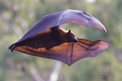 蝙蝠是不是冬眠 蝙蝠是不是冬眠