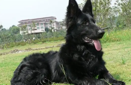 比利时坦比连犬:治疗犬中的情绪疗愈专家 比利时坦比连犬:治疗犬中的情绪疗愈专家