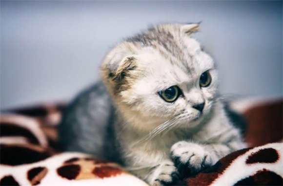 好猫粮搜捕令!ORIJEN原始猎食渴望猫粮口碑持续叠加 好猫粮搜捕令!ORIJEN原始猎食渴望猫粮口碑持续叠加
