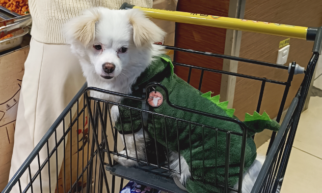 宠物消费纠纷投诉增多，消费者买宠物需注意