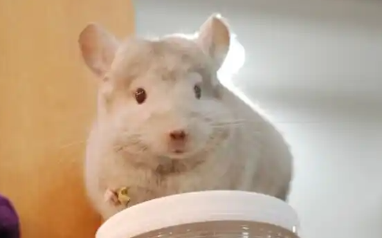 龙猫卖多少钱一只？金色的龙猫价格揭秘