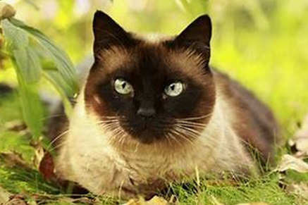 一文搞懂巴厘猫方方面面 一文搞懂巴厘猫方方面面
