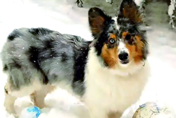 威尔斯柯基犬与不同品种狗狗交配的后代长相大揭秘 威尔斯柯基犬与不同品种狗狗交配的后代长相大揭秘