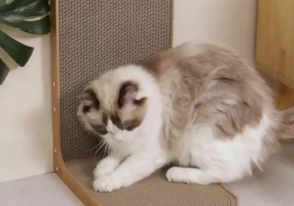 TaTanice猫抓板可以用水洗么 TaTanice猫抓板可以用水洗么