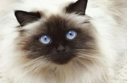 巴厘猫鼻支吃什么药?建议采用抗菌药物! 巴厘猫鼻支吃什么药?建议采用抗菌药物!