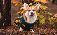 给予爱犬贴心呵护，关于威尔斯柯基犬的饲养要点介绍
