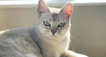 波米拉猫：斑纹之美与性格之谜！