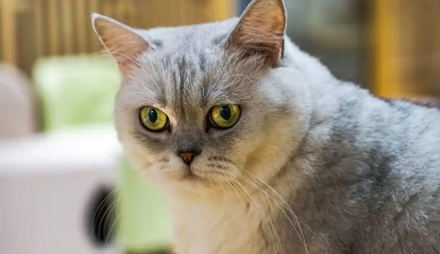波米拉猫:家中宠物的完美选择! 波米拉猫:家中宠物的完美选择!
