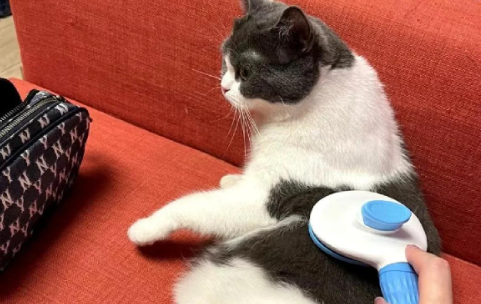 LYNN猫梳子质量怎么样