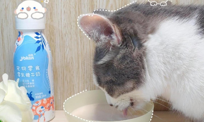 怡亲猫粮新搭档，一款猫咪可以喝的0乳糖牛奶问世！