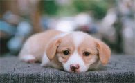 两个月的幼犬一次吃多少克狗粮