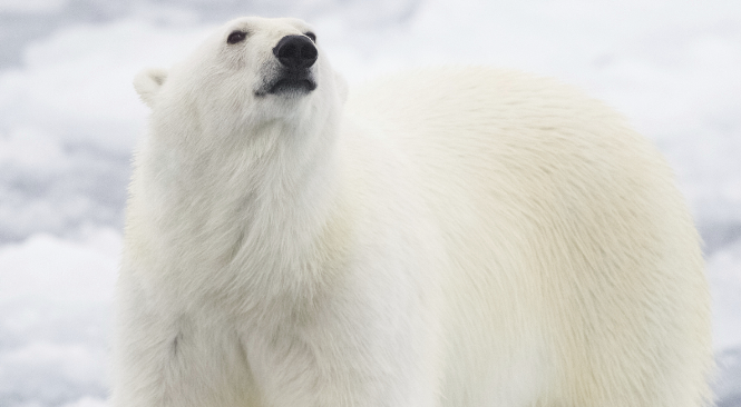 北极熊多少吨 北极熊多少吨