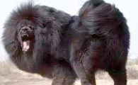 鬼獒：一种比藏獒更凶猛的獒犬，仅存数量稀少