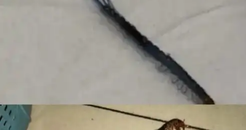 家门口有蜈蚣怎么处理