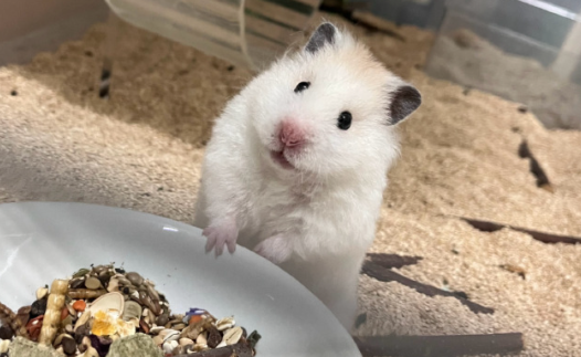 死了仓鼠的笼子还可以住吗