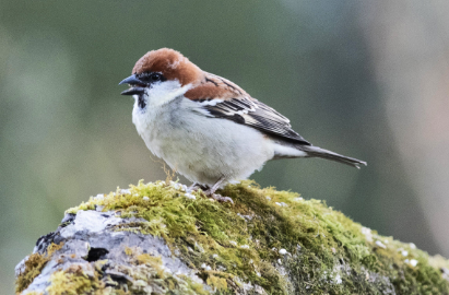 怎么给麻雀洗澡 怎么给麻雀洗澡