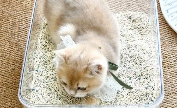 猫春喵猫砂质量如何 猫春喵猫砂质量如何