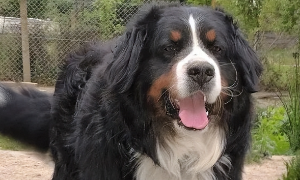 每天认识一种狗——伯恩山犬：犬界大暖男的甜蜜与忧伤