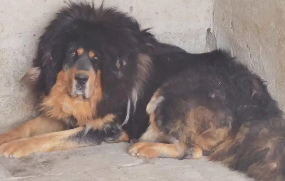 藏獒的犬种介绍
