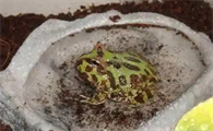 角蛙的食物选择指南