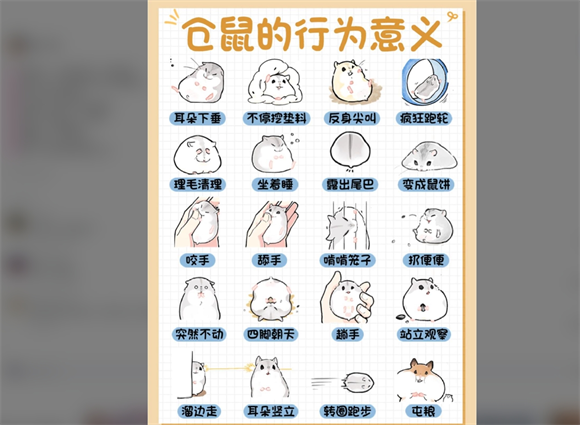 23种仓鼠肢体语言|丢是爱你 23种仓鼠肢体语言|丢是爱你