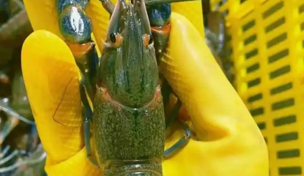 澳洲龙虾到底有多大 澳洲龙虾到底有多大