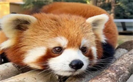 小熊猫在哪里可以买到