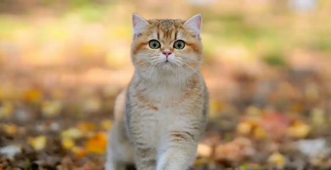 宠率猫粮怎么样？一款值得一试的猫粮！