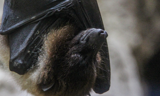 怎么引蝙蝠出来 怎么引蝙蝠出来