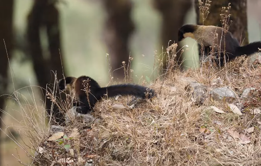 云南保山发现一只黄喉貂,侦查周围一番后,竟四脚朝天睡起了大觉 云南保山发现一只黄喉貂,侦查周围一番后,竟四脚朝天睡起了大觉