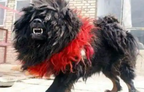 “獒中王者”鬼獒：比国宝大熊猫还稀有的中国最贵藏獒，超凶狠！