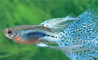 家有孔雀鱼不吃食？别急，这就给你支支招
