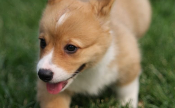 威尔斯柯基犬的魅力何在？从皇室到日本最受欢迎犬种