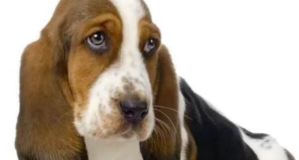 巴吉度犬：懒惰却善解人意的狗狗！
