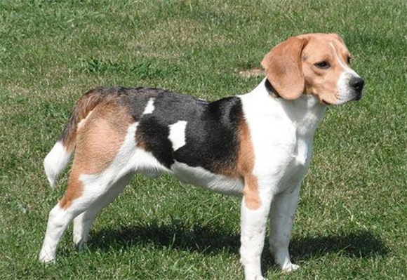 比格犬掉毛严重吗？3大养护技巧助你告别"毛孩"烦恼