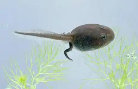 蝌蚪尾巴怎么消失的