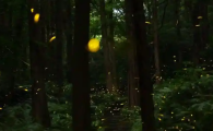 萤火虫在哪能买到