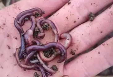 蚯蚓的好处有哪些 蚯蚓的好处有哪些