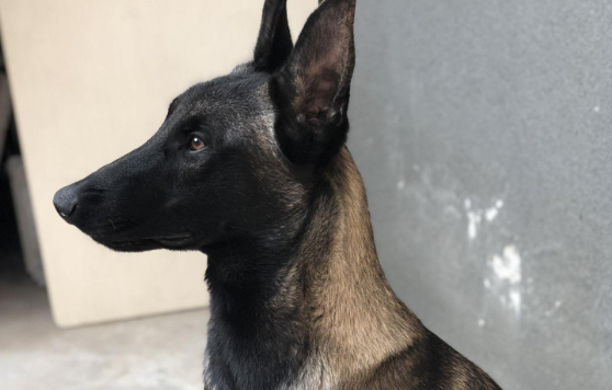 全面解析马犬的饲养规定与争议~ 全面解析马犬的饲养规定与争议~