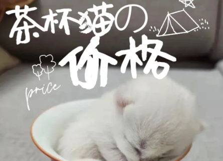 茶杯系列萌宠茶杯猫：小型宠物的新潮流
