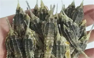 海麻雀有什么功效
