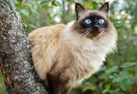 探秘巴厘猫：东方长毛猫的魅力！