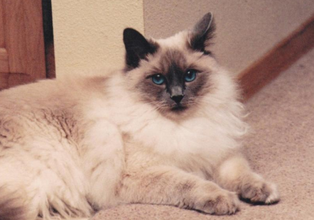 巴厘猫:东方长毛猫的神秘伴侣 巴厘猫:东方长毛猫的神秘伴侣