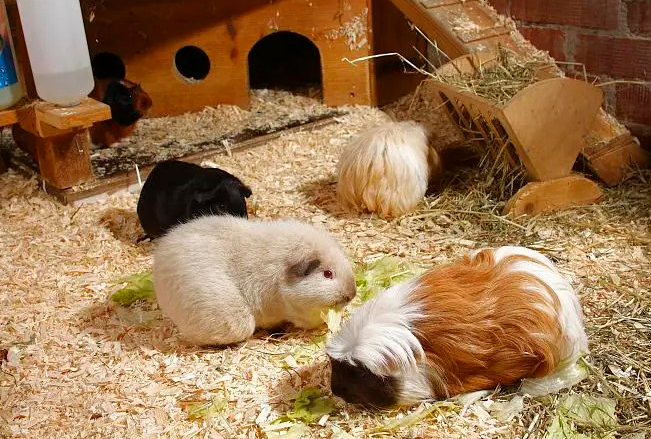 女生不想养猫和狗可以养它，豚鼠饲养攻略很简单！