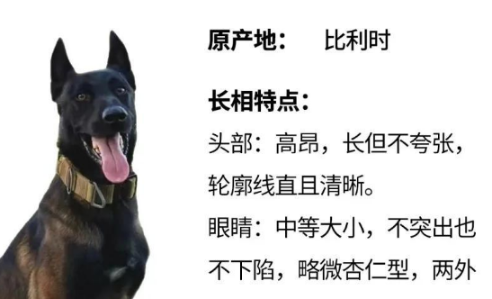 马犬的优点,你真的清楚吗?-宠物网