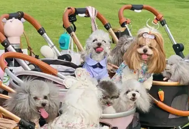 “它经济”刹车？年内暴涨36%！