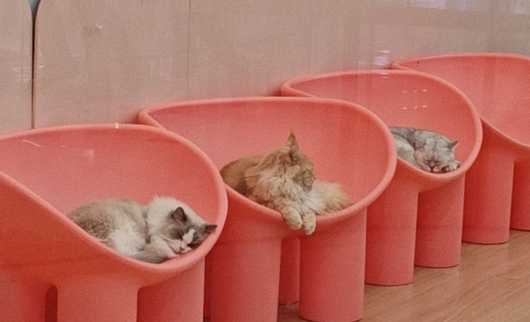 长宁区 “萌宠欢乐节” 启幕,吸引游客前往体验 长宁区 “萌宠欢乐节” 启幕,吸引游客前往体验