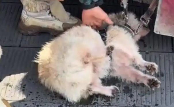 她和100多只毛孩子的“家”,看哭无数网友 她和100多只毛孩子的“家”,看哭无数网友